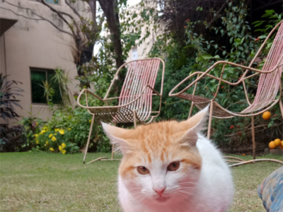 Kitten Gaspar in artist Usman Saeed&#039;s garden, Lahore