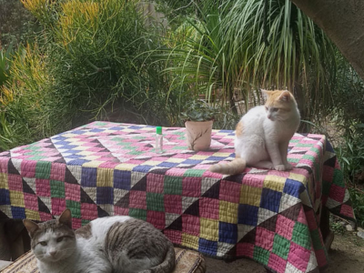 Gaspar and Mother cat, Usman Saeed&#039;s garden