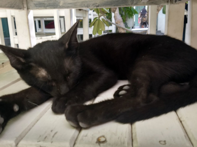 Black kitten companion at Koel Cafe